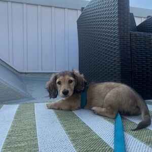 XXXS Voyager Small Dog/Cat Harness Turquoise